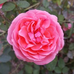 TRANDAFIR HORTENSIA PIANO