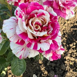 TRANDAFIR  VANILLE FRAISE