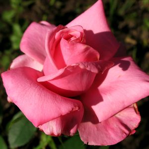 TRANDAFIR TEAHIBRID BEL ANGE