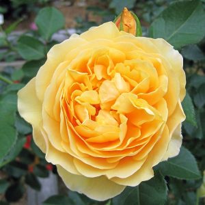 TRANDAFIR TEAHIBRID CASANOVA