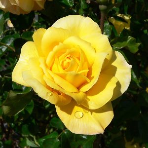 TRANDAFIR TEAHIBRID GOLDEN DELIGHT