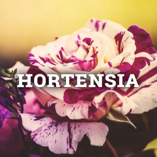 Hortensia (tufiș)