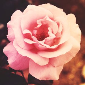 TRANDAFIR TEAHIBRID QUEEN ELIZABETH