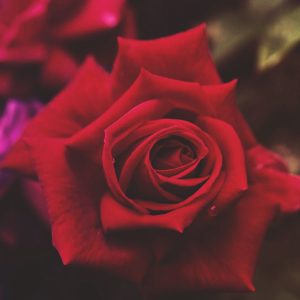 REDBERLIN