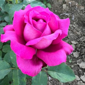 TRANDAFIR TEAHIBRID EMINENCE