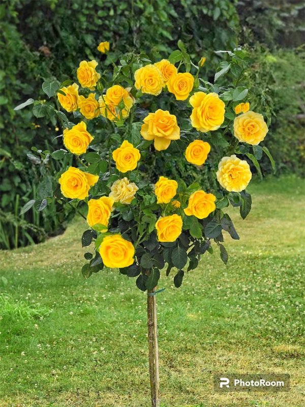 Trandafiri Pomisor Landora