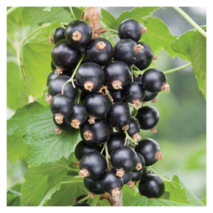 Coacaz negru Titania