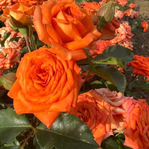 TRANDAFIR DE PARC ORANGE HIT
