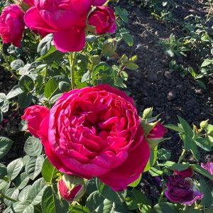 Trandafir Teahibrid - Pink Ball