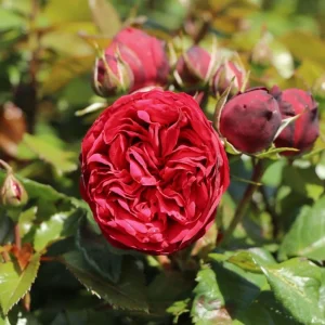 Trandafir Teahibrid Red Ball