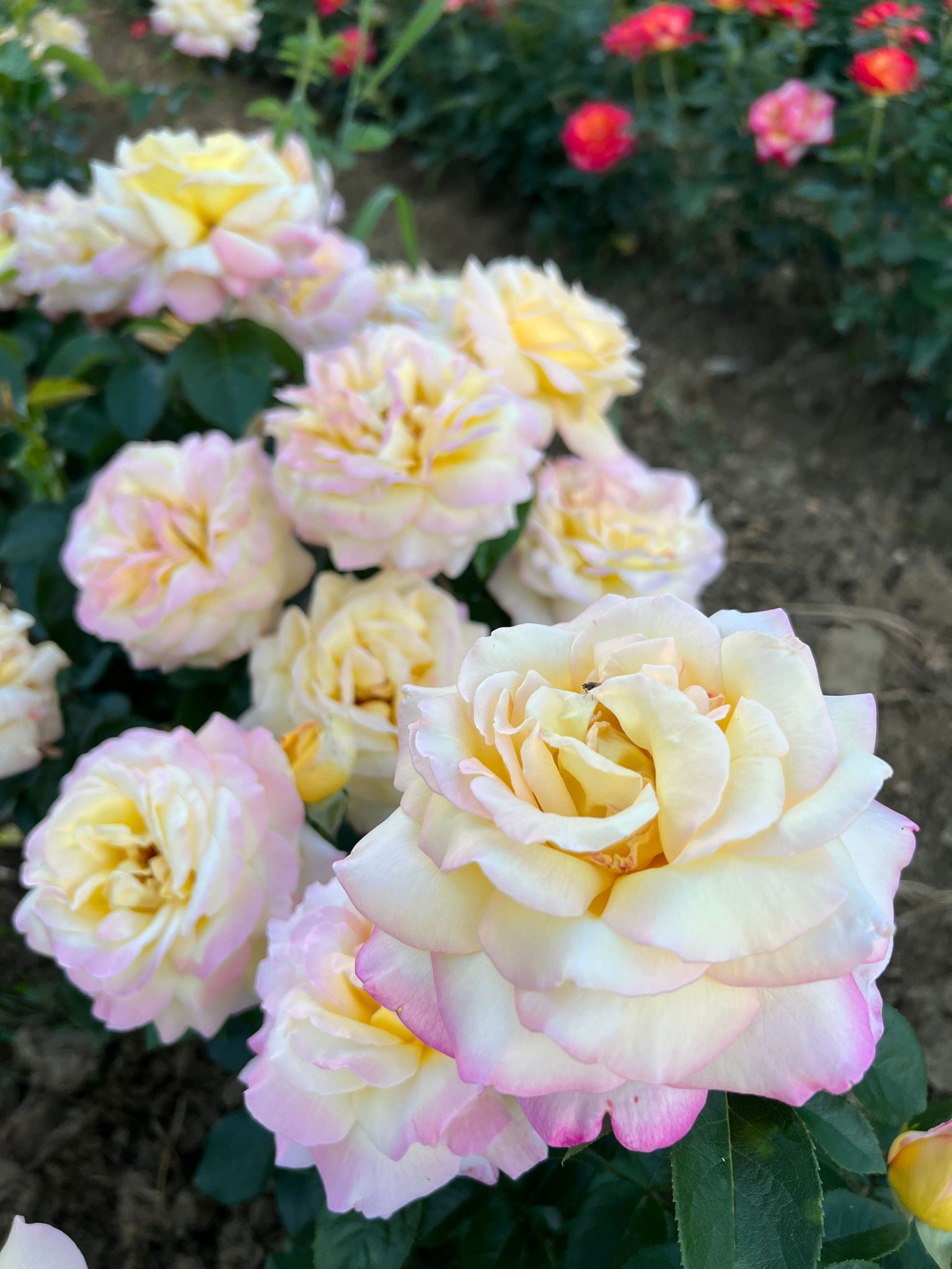 Trandafir Teahibrid ,Peace' la Ghiveci 2l - imagine 2