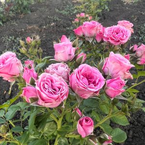 TRANDAFIR Pitic Spray Lovely