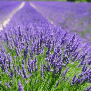 Lavanda