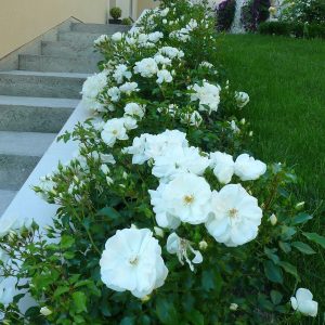 Pachet ,,Alee de Trandafir pitic Alb'' pentru 5m