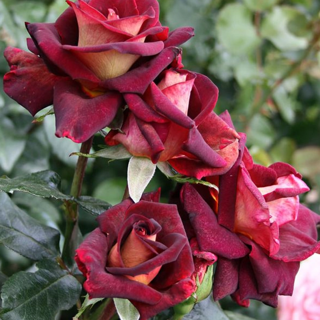 Trandafir Teahibrid ,,Balck Gold'' - imagine 2