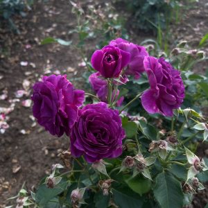 Trandafir Floribunda ,,Minerva''