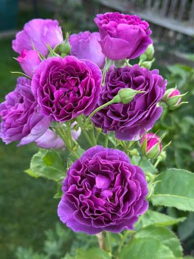 Trandafir Floribunda ,,Minerva'' - imagine 4