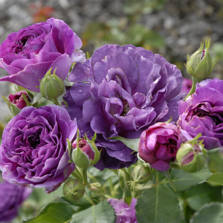 Trandafir Floribunda ,,Minerva'' - imagine 3